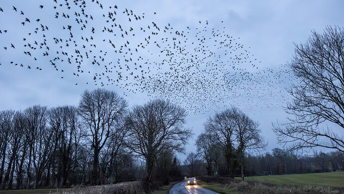 Blindboy fans turn Limerick's ‘Birdshit District’ into unlikely tourist destination