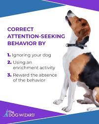 Attention-Seeking Dog