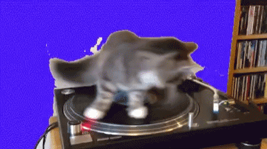 Spinning Cat On Broken Record GIF (893×500) - Broken Record | GIFDB.com